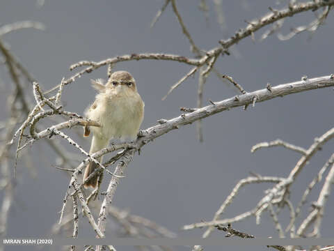 Image of Siberian Chiffchaff