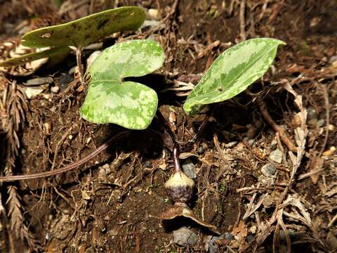 Image of Asarum asperum Maekawa