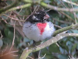 Image of Rose-breasted Grosbeak