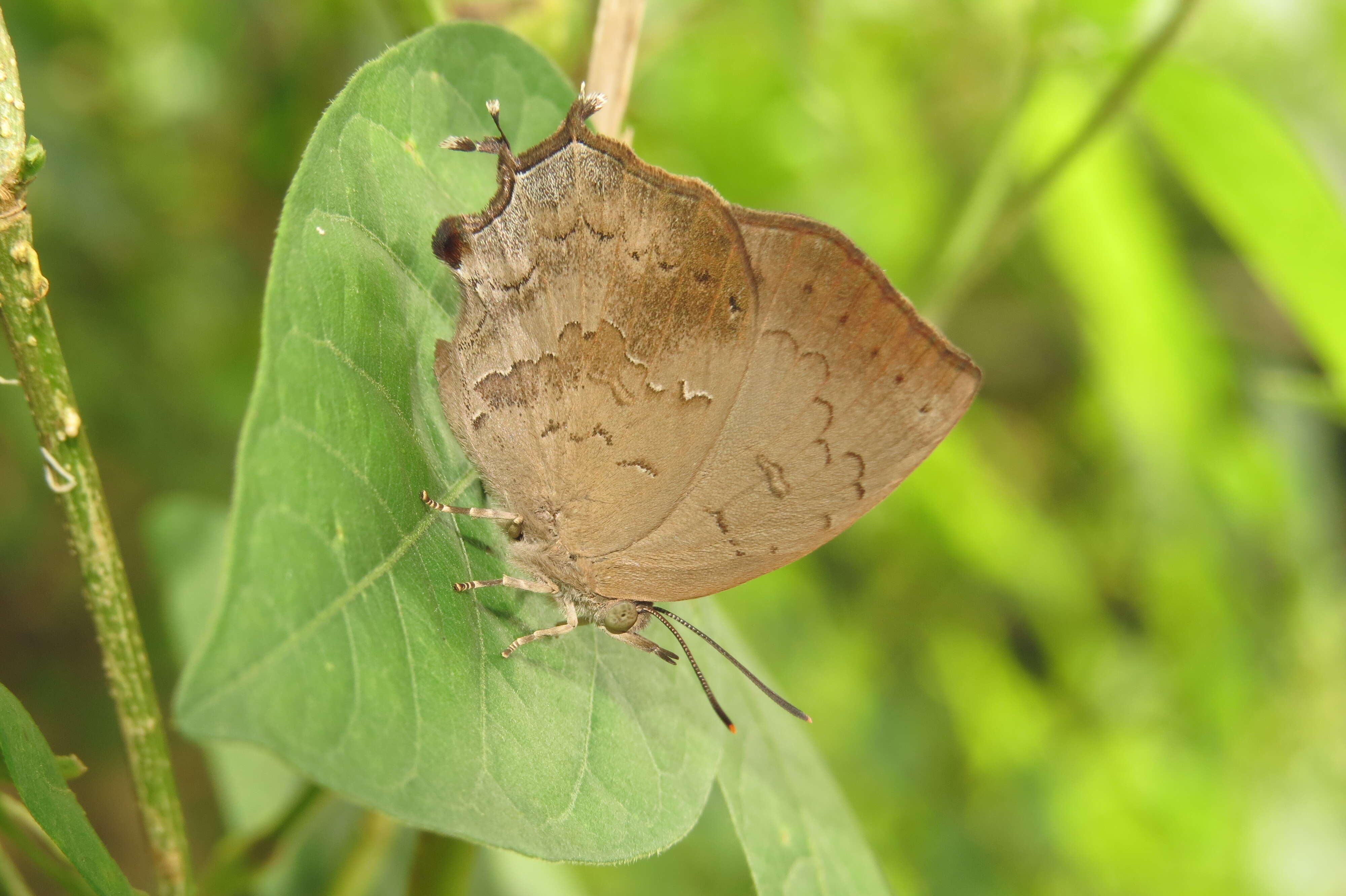 Surendra quercetorum (Moore 1857) resmi