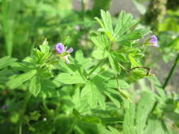 Image of Small-flowered Cranesbill