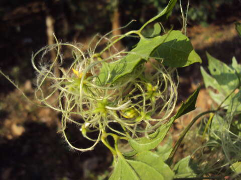 Image of Clematis javana DC.