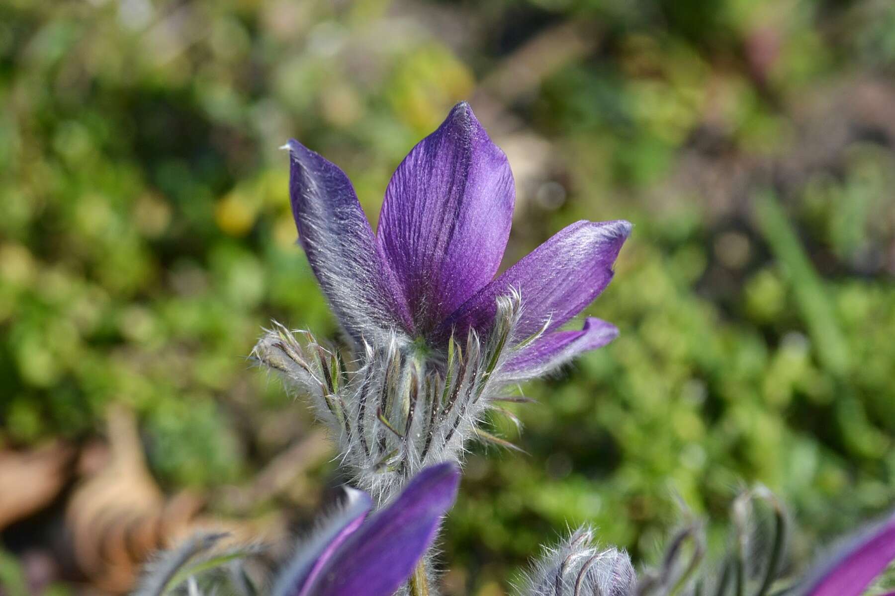 Image of European pasqueflower