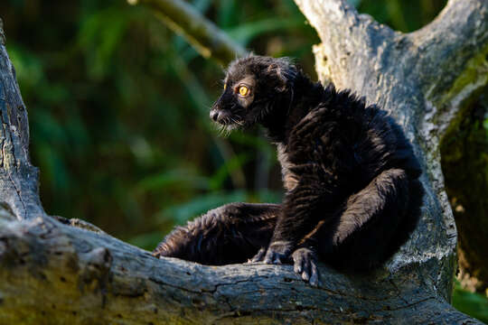 Image of Black Lemur