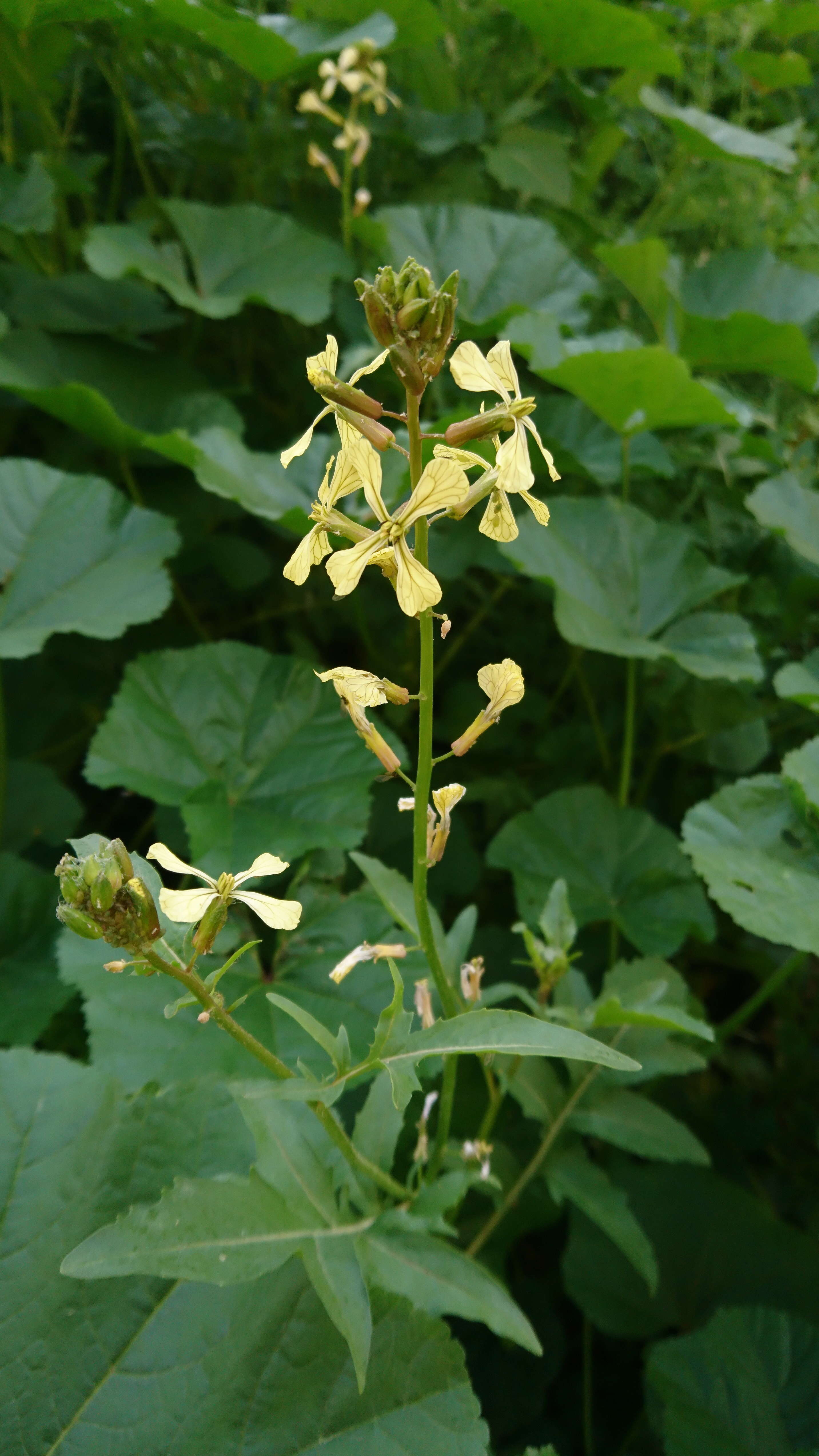 Image of wild radish