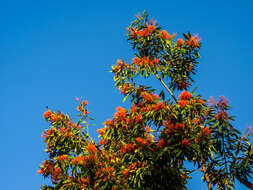 Image of Red silky oak