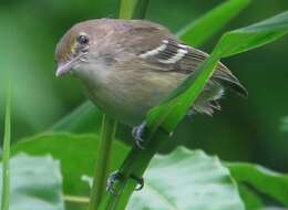 Image of Saint Andrew Vireo