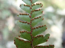 Image of rough maidenhair