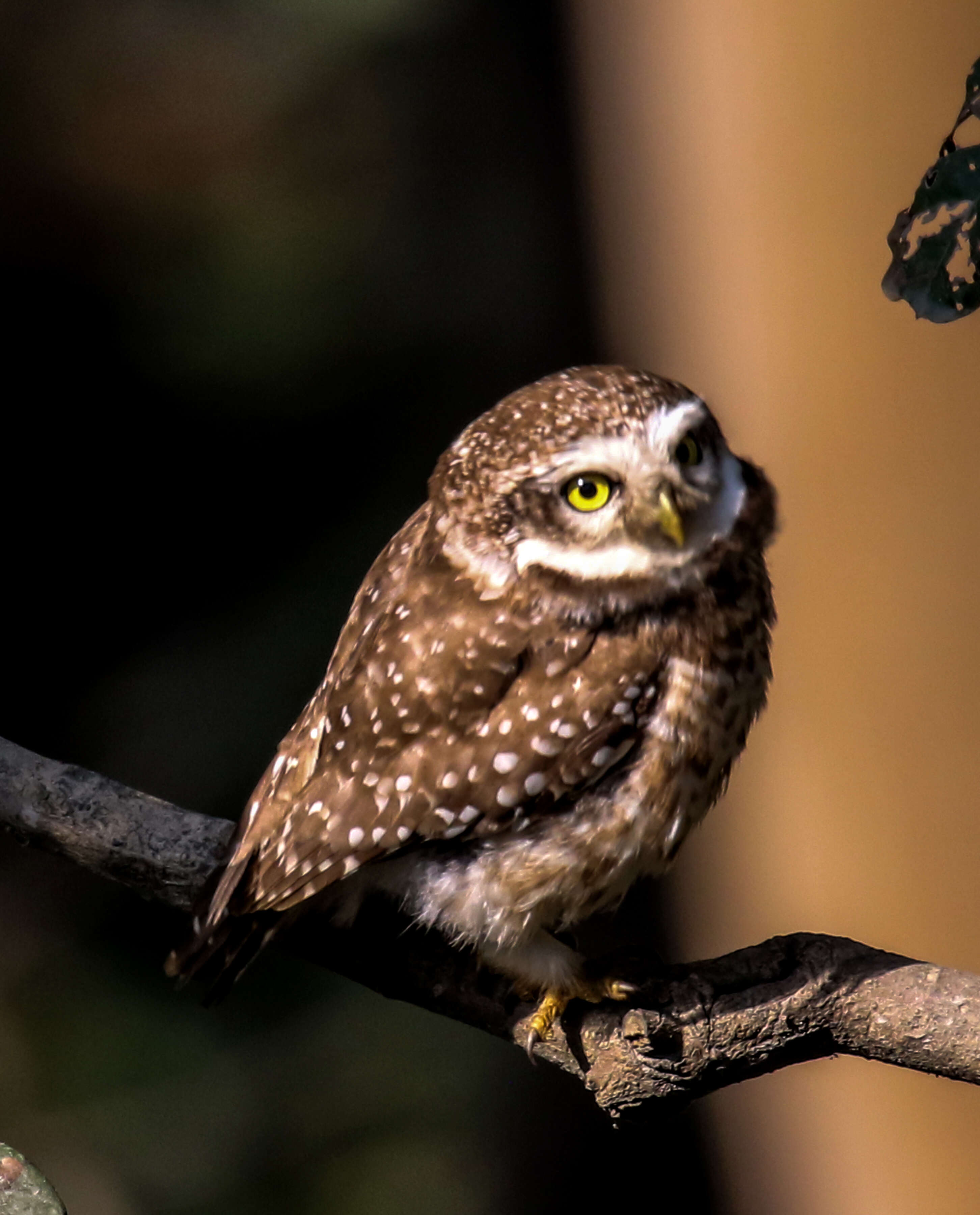 Image of Spotted Owlet