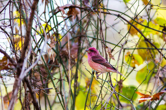 Image of Purple Finch