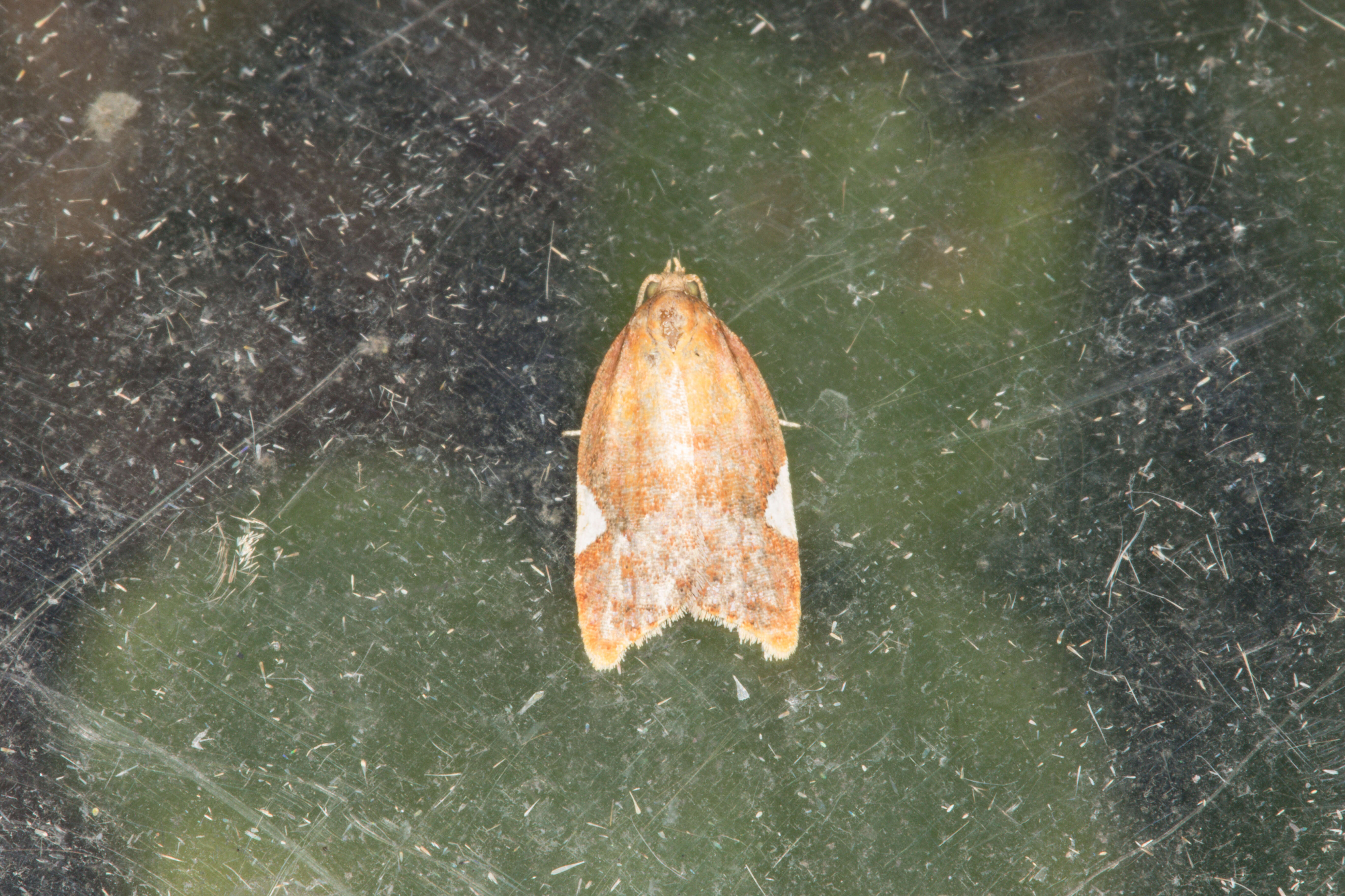 Image of flat white-spotted leaf roller