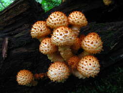 Image of Pholiota squarrosoides (Peck) Sacc. 1887