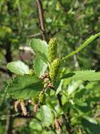 Image of Shrubby Birch