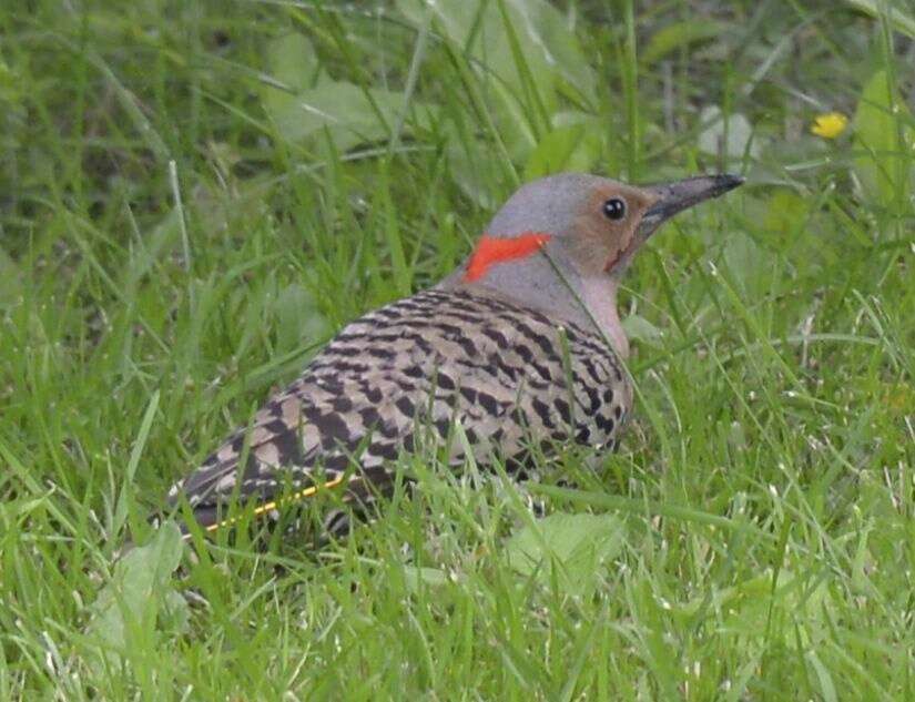 Image of Northern Flicker