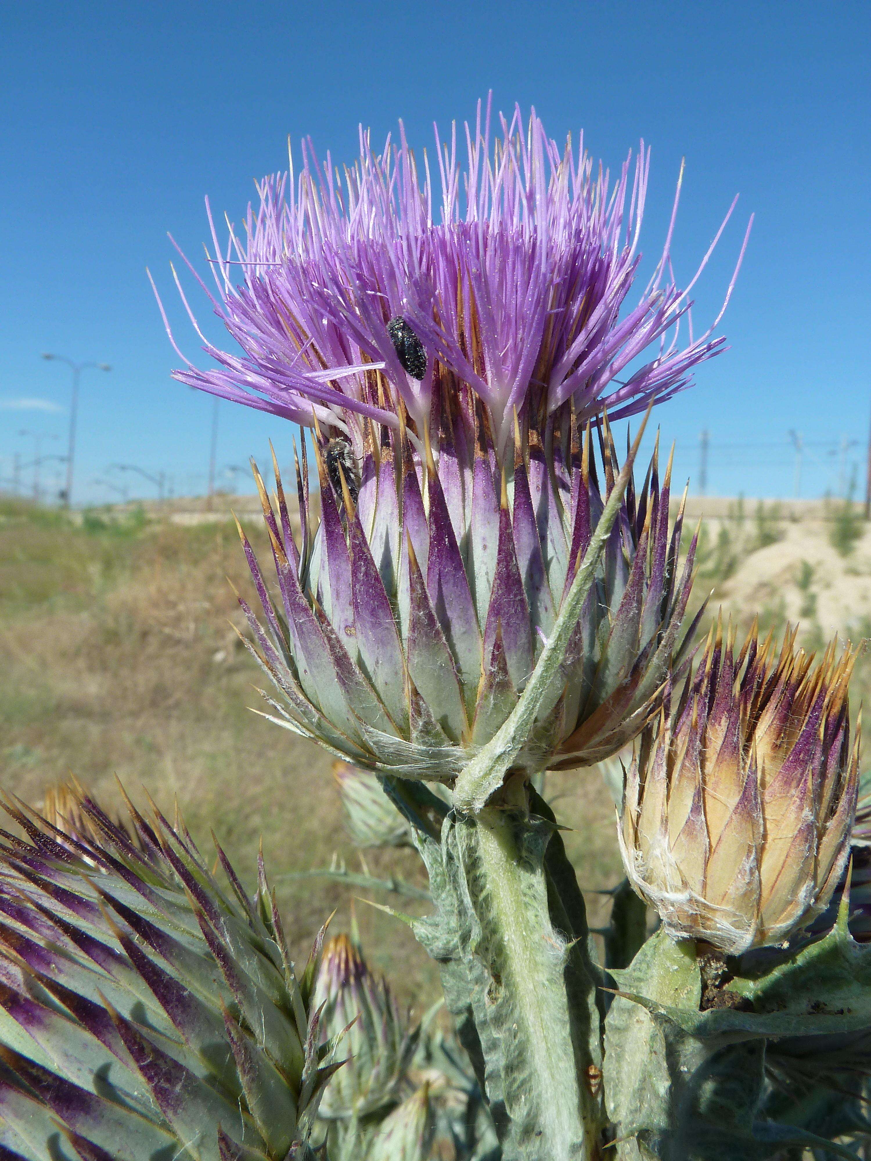 Image of Moor's Cotton Thistle