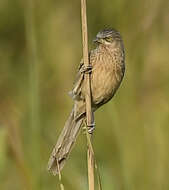 Image of Striated Babbler