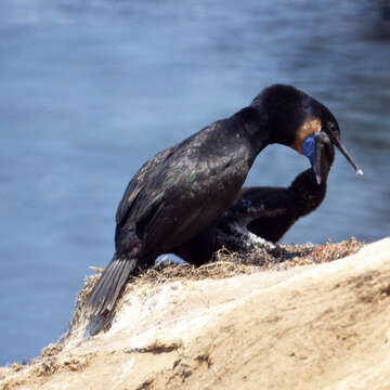 Image of Brandt's Cormorant