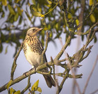 Image of Fieldfare