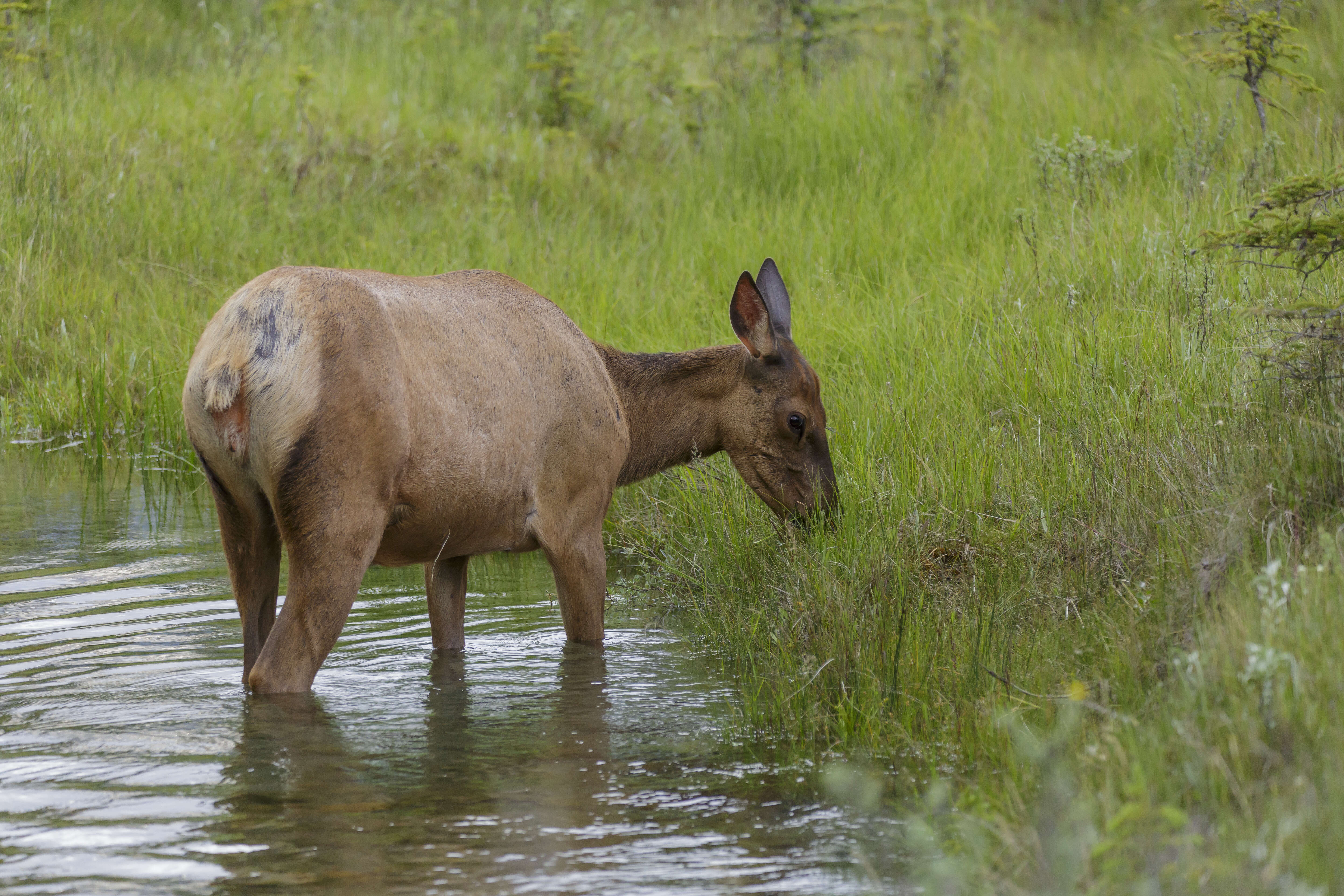 Image of Cervus canadensis nelsoni