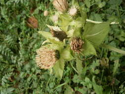 Image of Cabbage Thistle