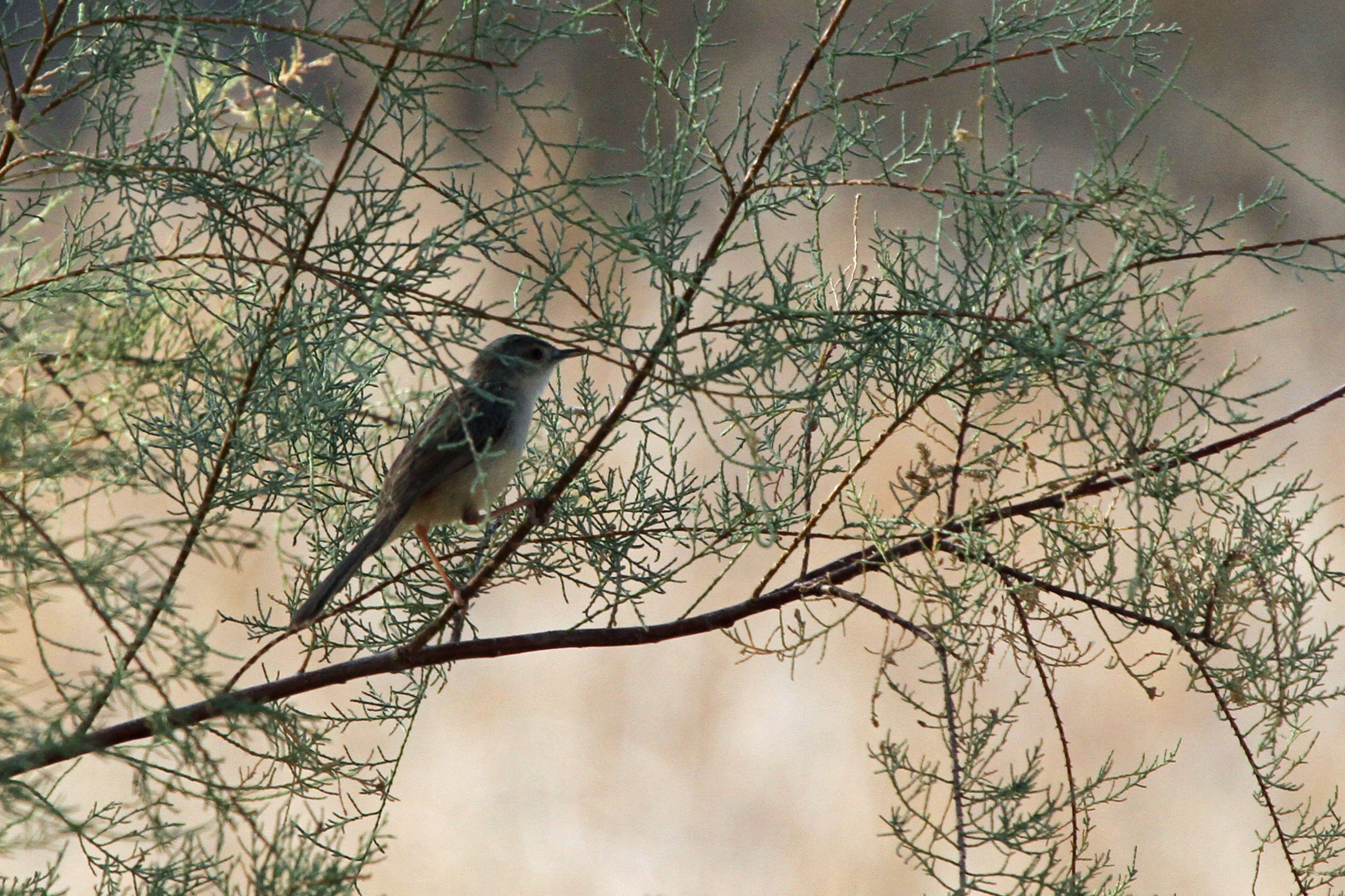 Image of Graceful Prinia