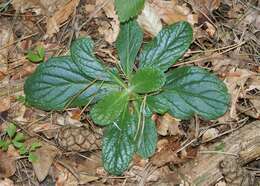 Image of Pyramidal Bugle