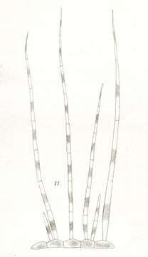 Pseudochaete West & G. S. West 1903 resmi