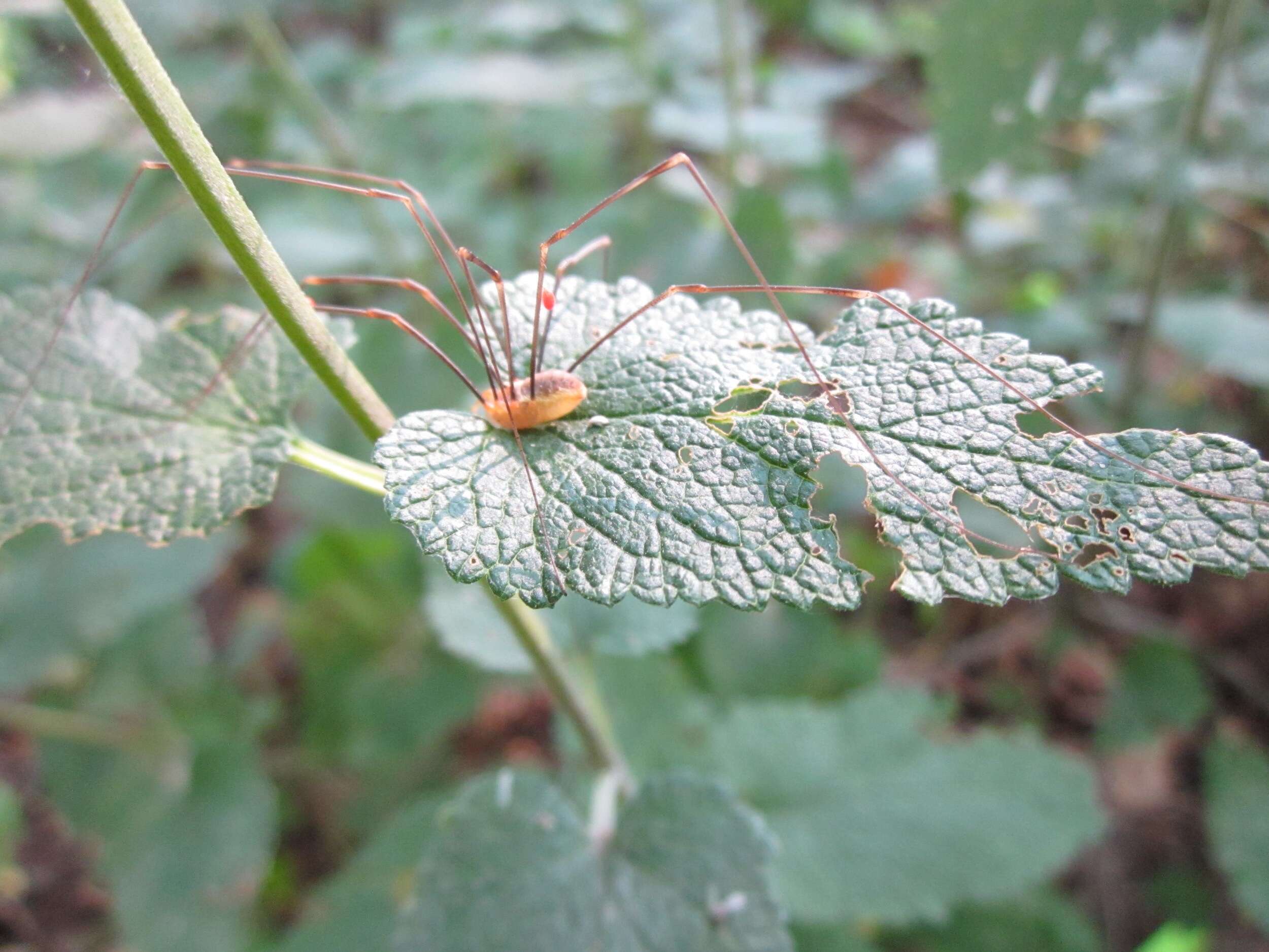 Слика од Teucrium scorodonia L.