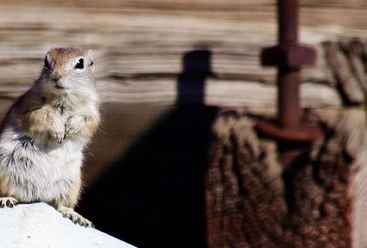 Image of white-tailed antelope squirrel