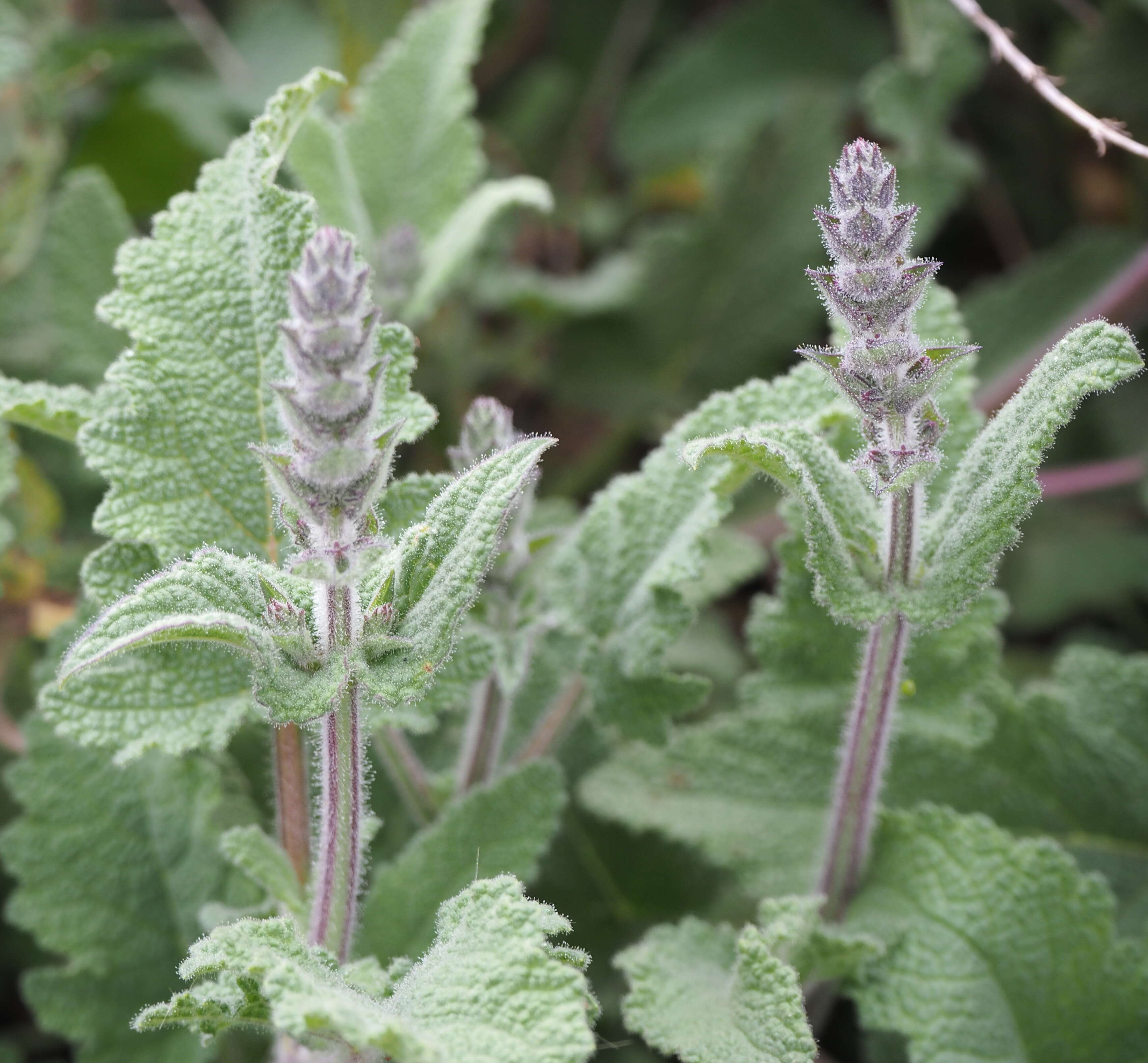 Image of Large blue sage