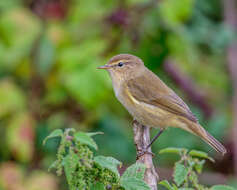 Image of Common Chiffchaff