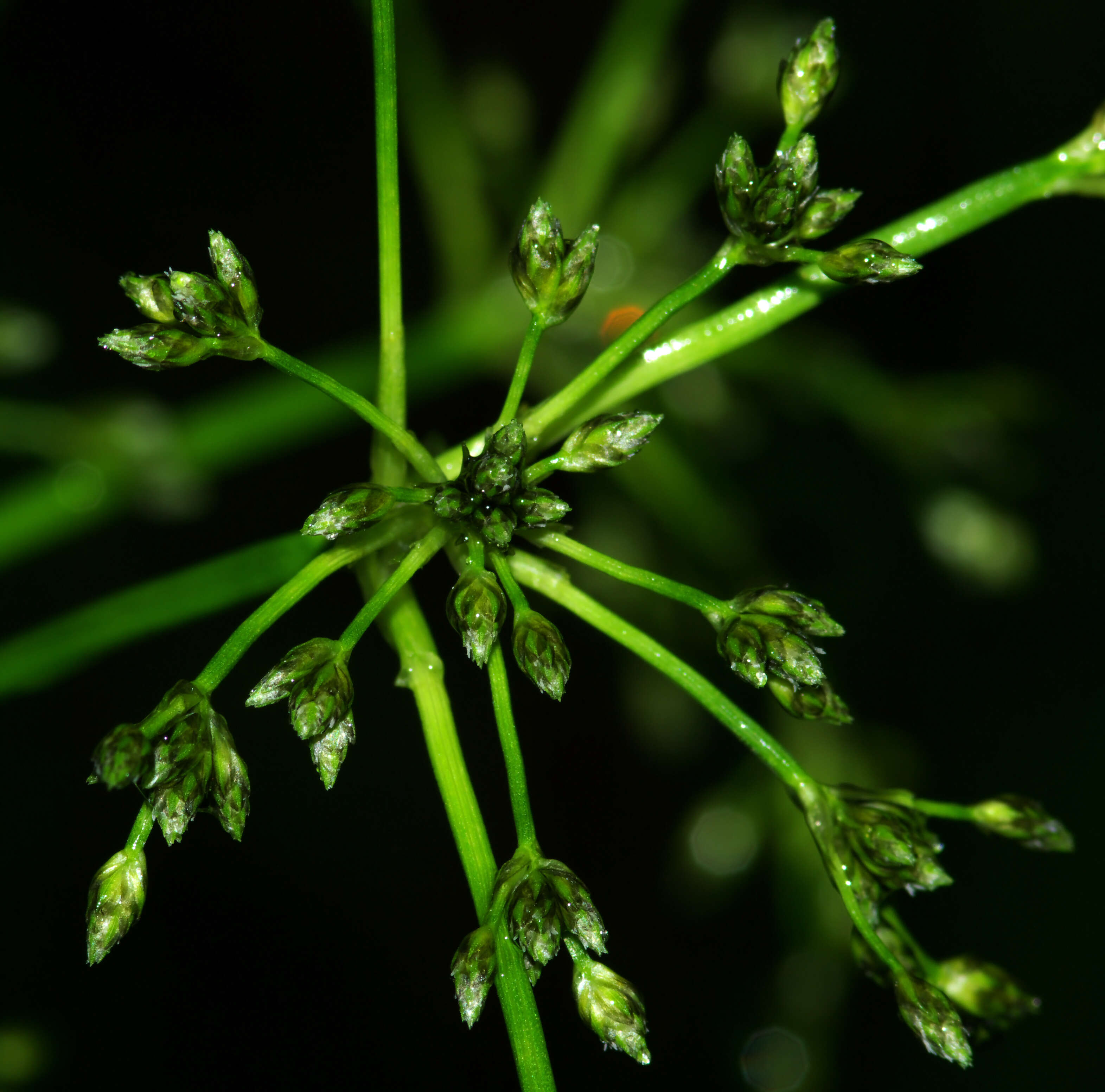 Слика од Scirpus sylvaticus L.