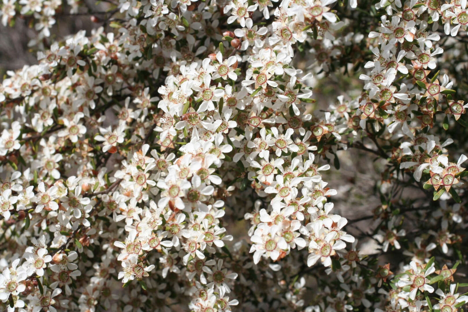 Image of Leptospermum semibaccatum Cheel