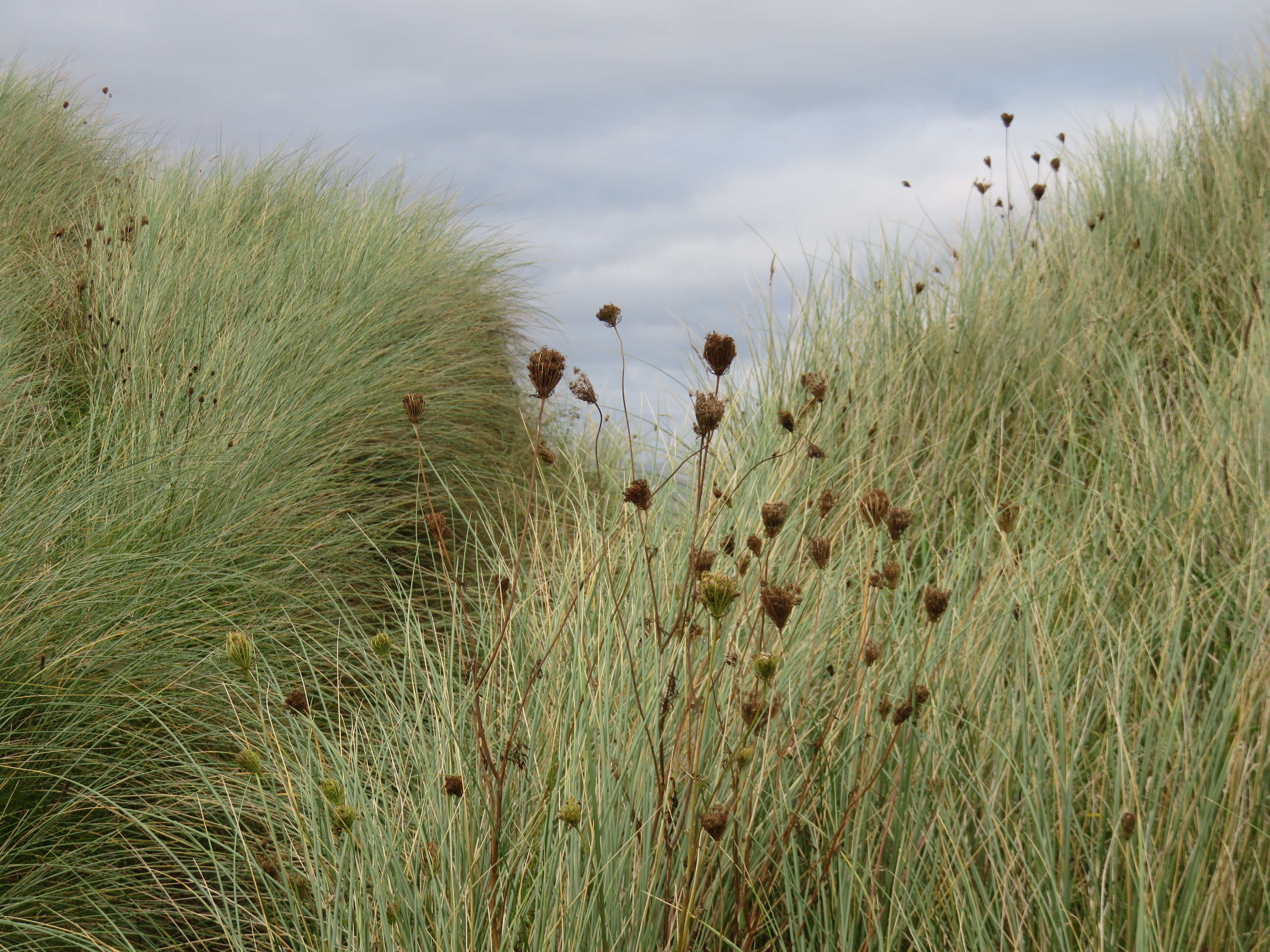 Image of European beachgrass