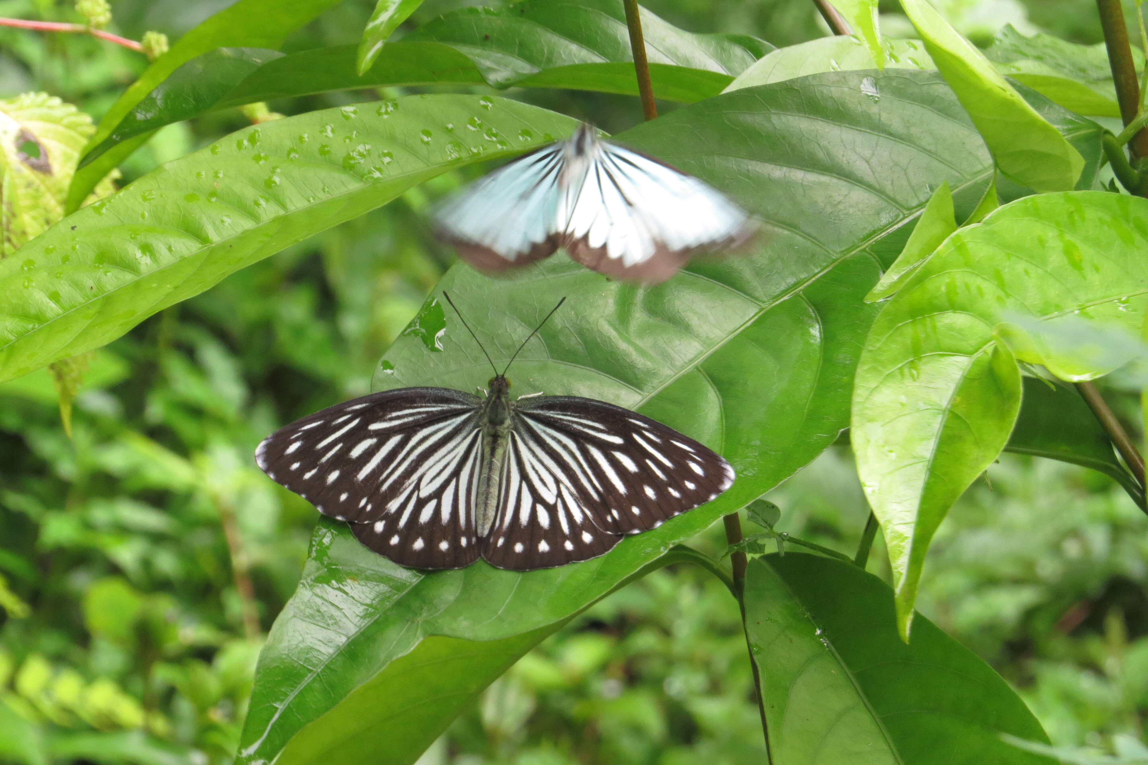 Image of Pareronia hippia