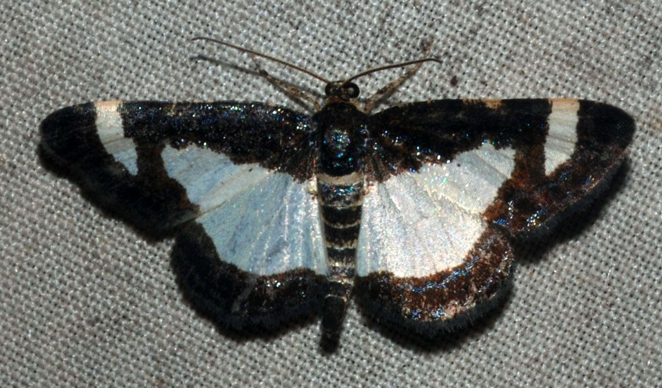 Image of Common Spring Moth