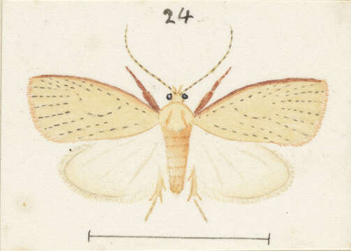 Image of Mountain Beech Flat Moth