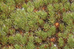 Image of Polytrichum moss