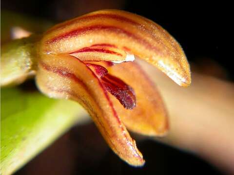 Image of Acianthera wageneriana (Klotzsch) Pridgeon & M. W. Chase