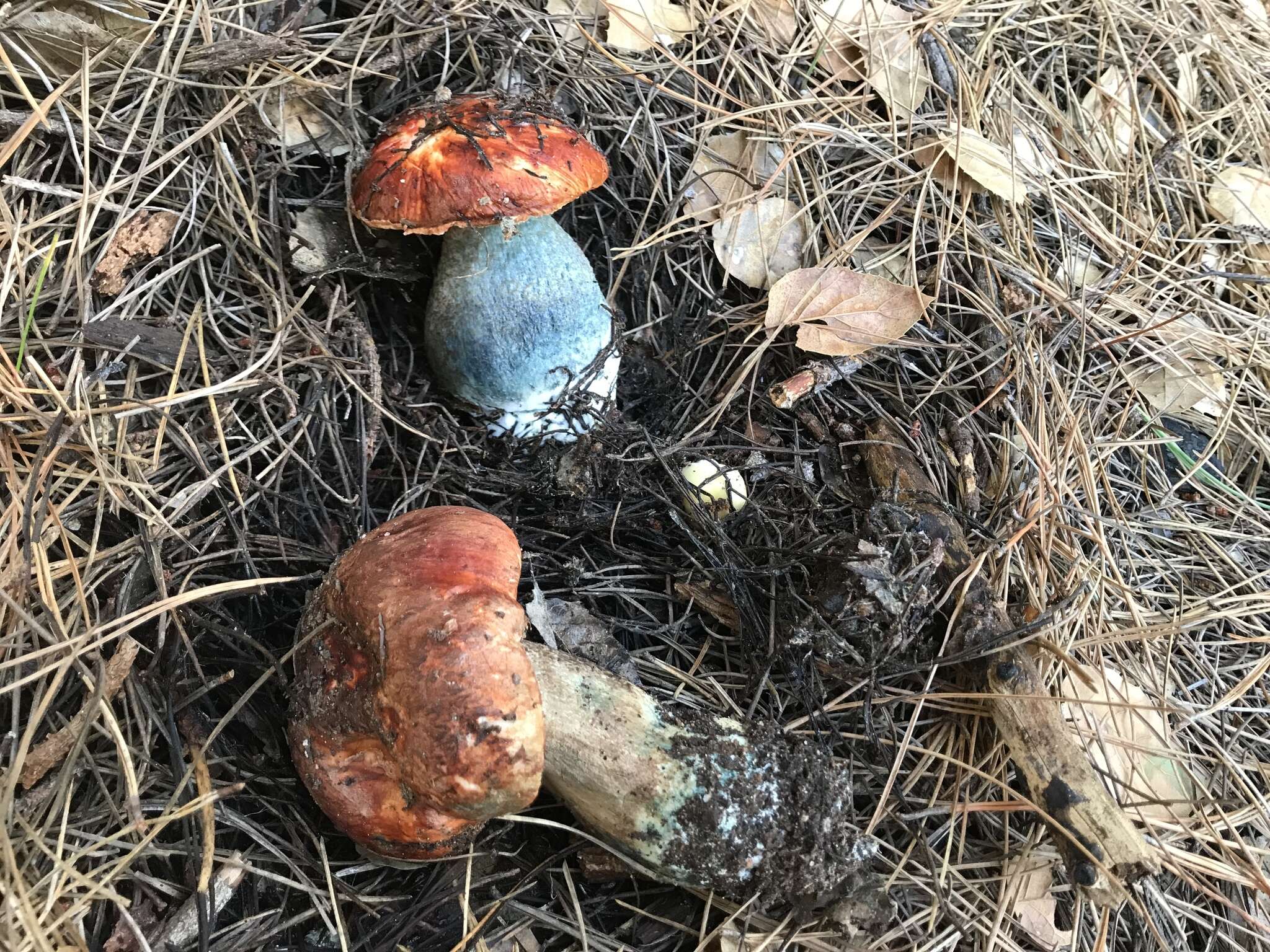 Image of Leccinum manzanitae Thiers 1971