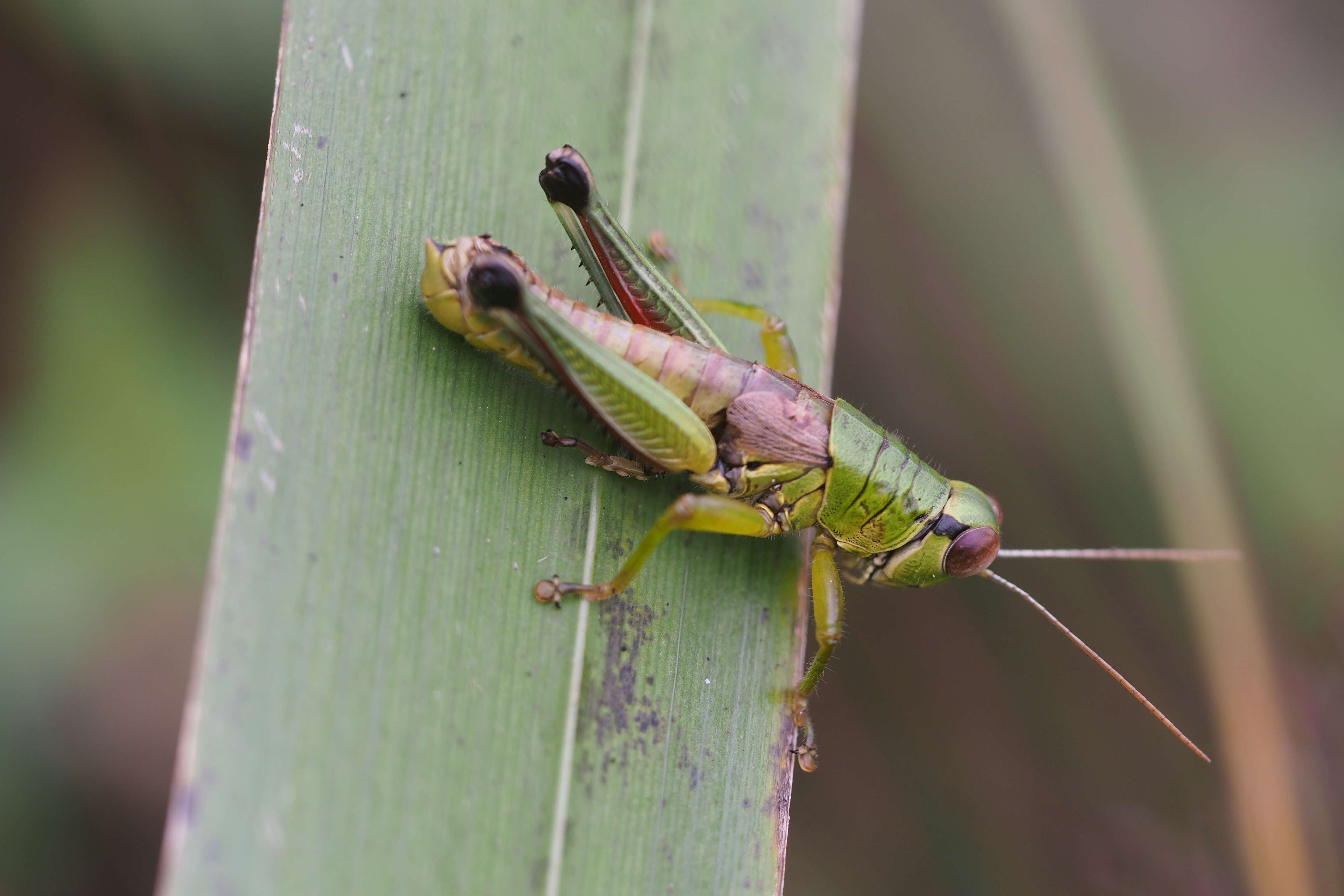 Image of Parapodisma