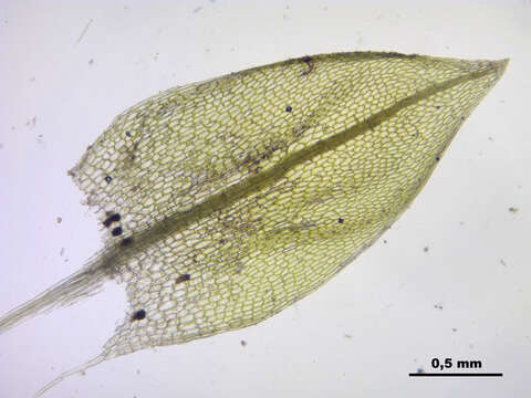 Image of Schleicher's bryum moss