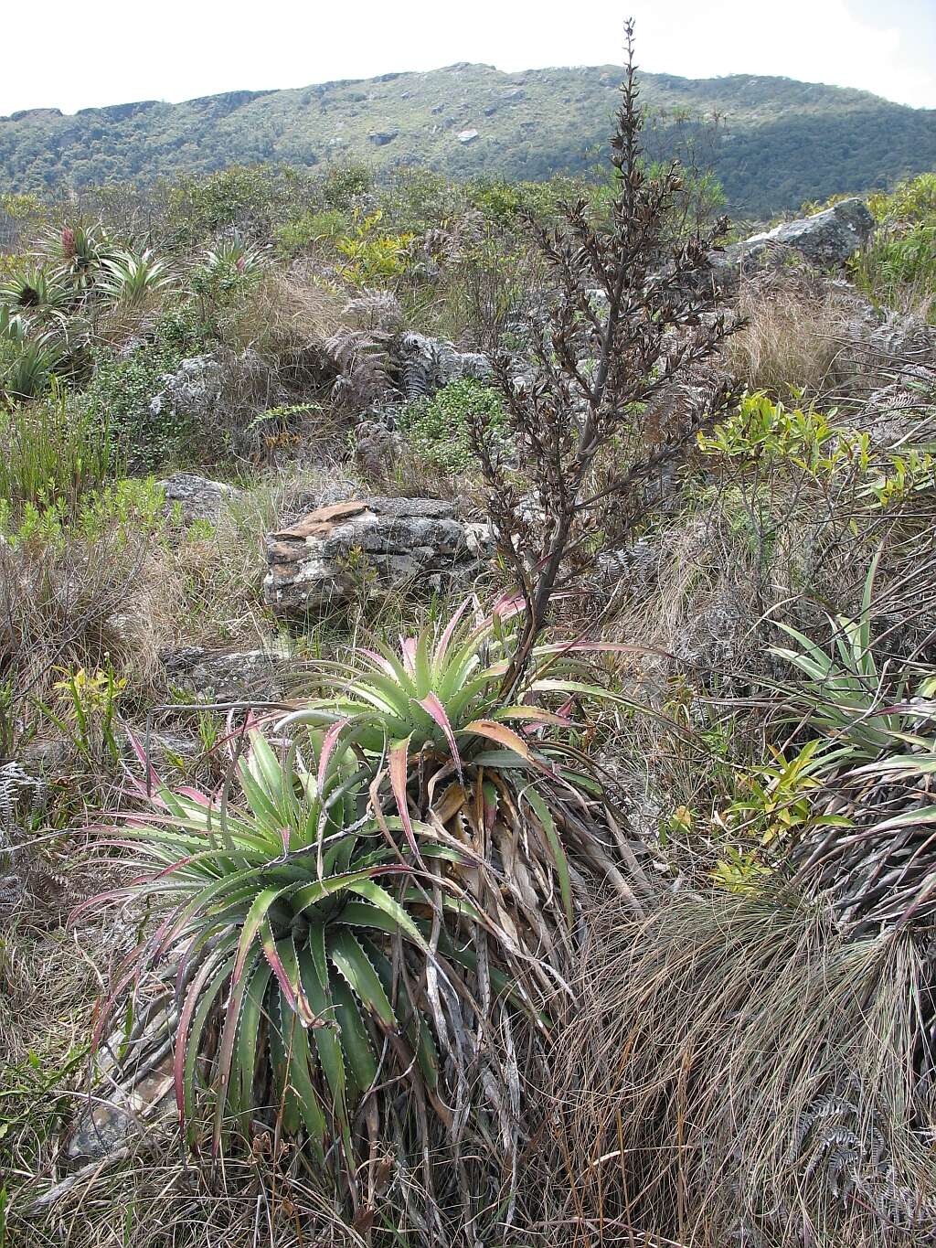 Puya claudiae Ibisch, R. Vásquez & E. Gross的圖片