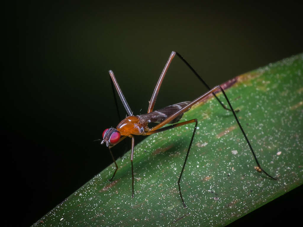 Image of stilt-legged flies