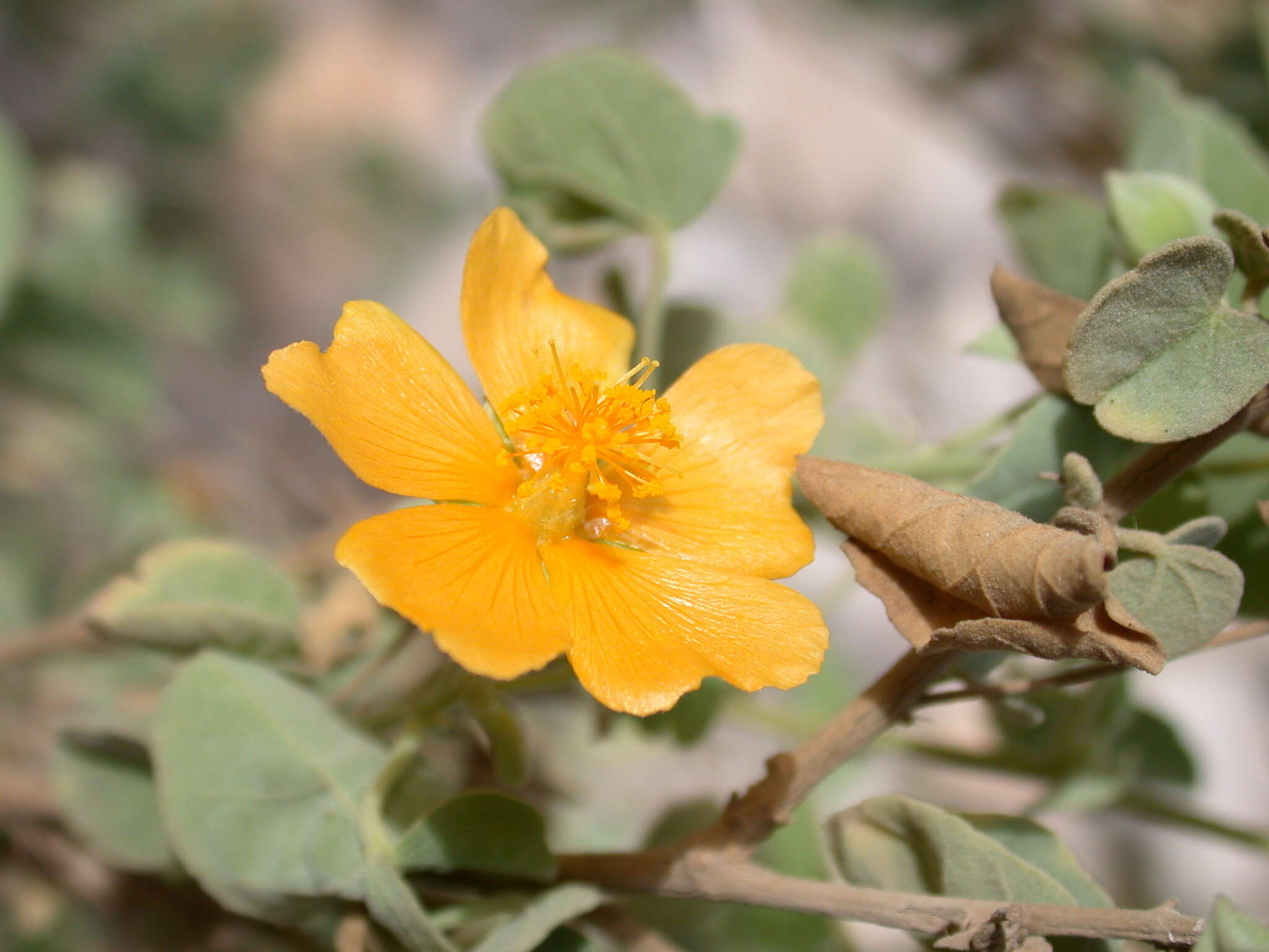 Image of Texas Indian mallow