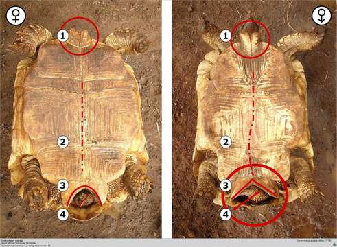 Image de Centrochelys