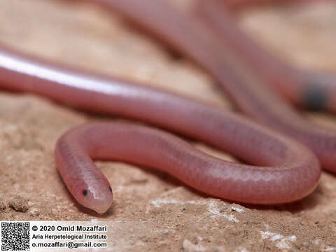 Image of Phillips' Blind Snake