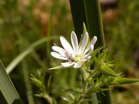 Image of Stellaria pungens Brongn.