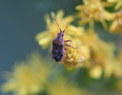 Image of Birch Catkin Bug