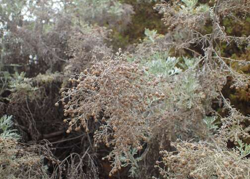 Image of Artemisia thuscula Cav.